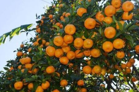 orange-farming-changes-face-of-entire-settlement